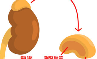 副腎