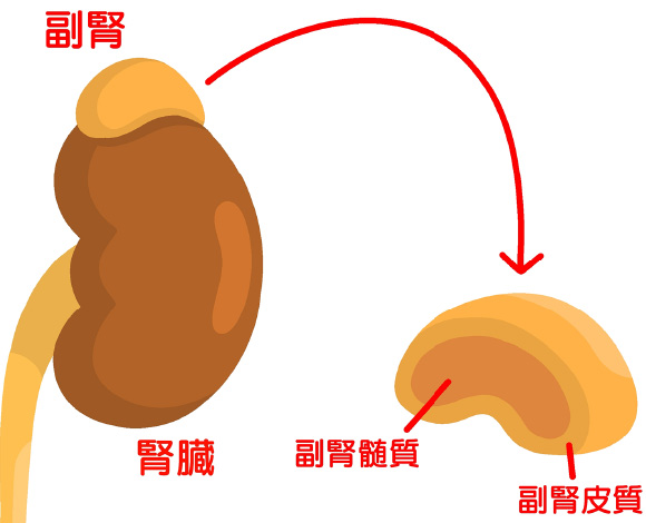 副腎